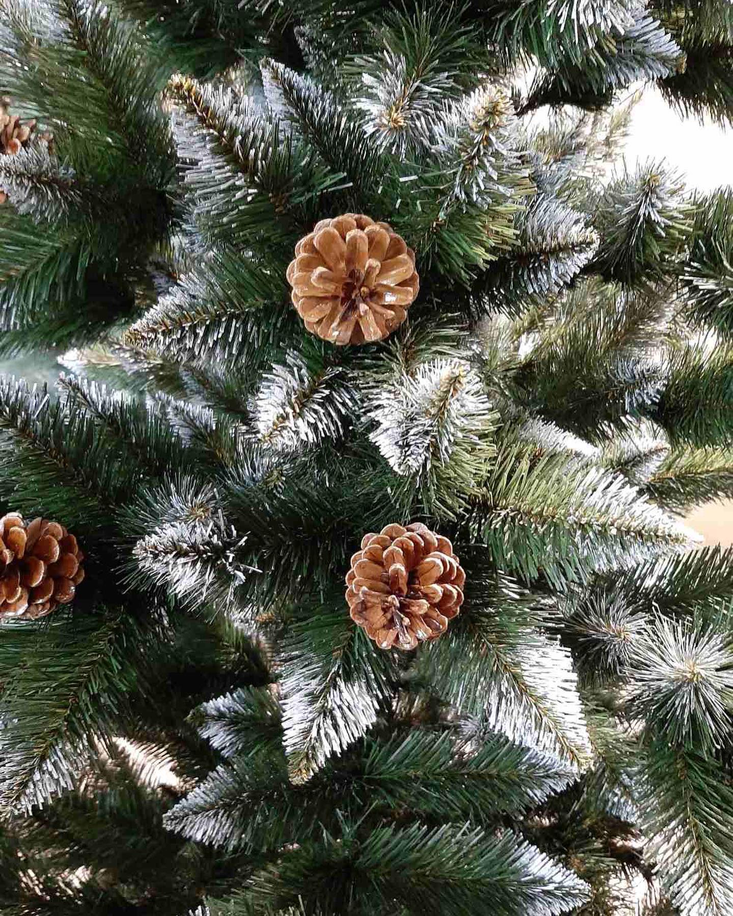 NATURAL TREE IN DECORATION