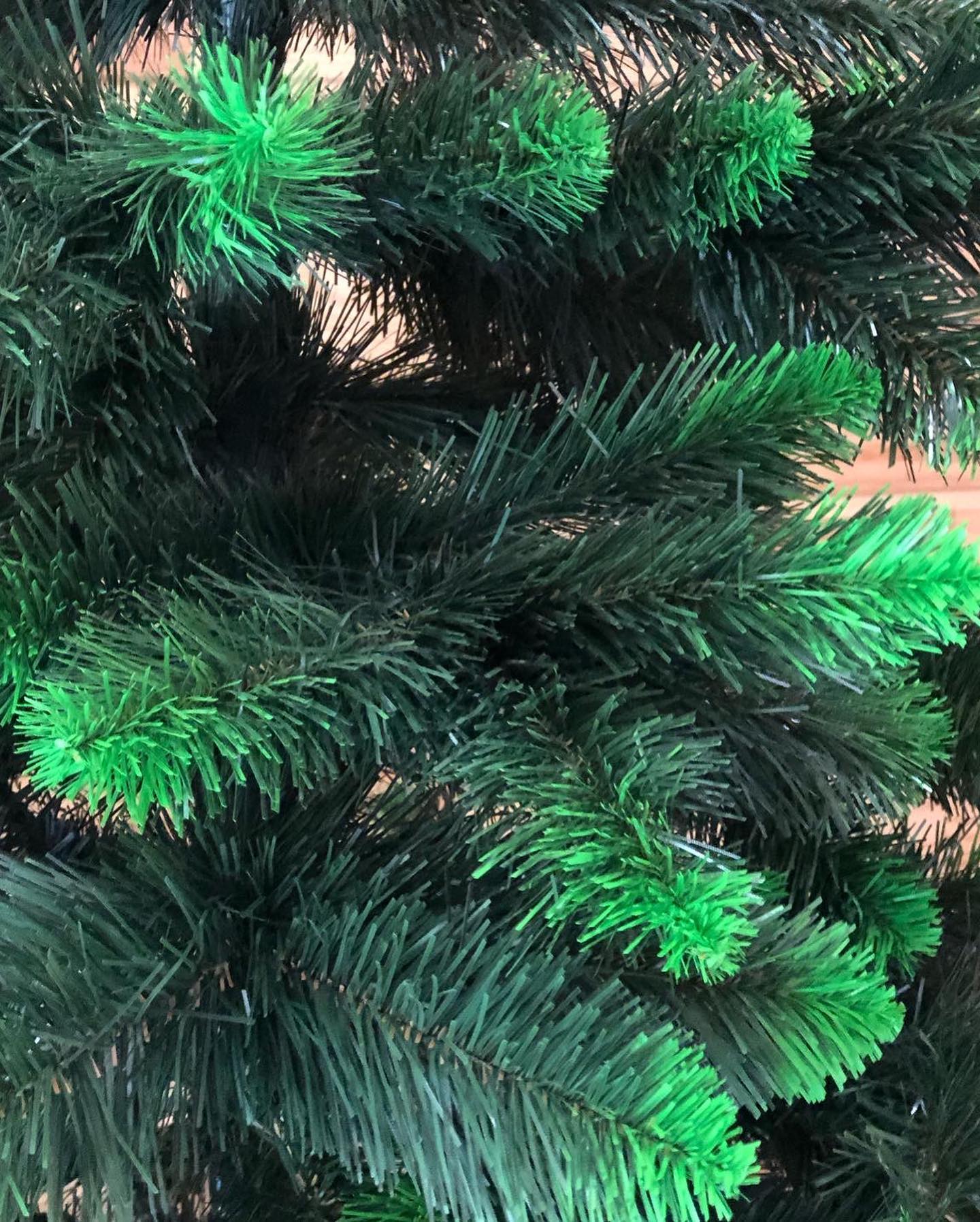 TREE LIVING LEAVES