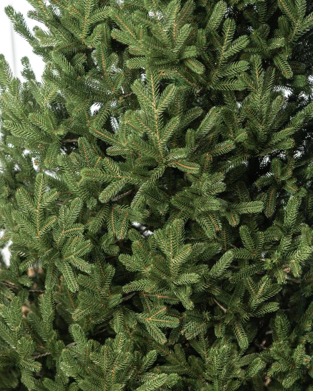 Traditional Christmas Tree