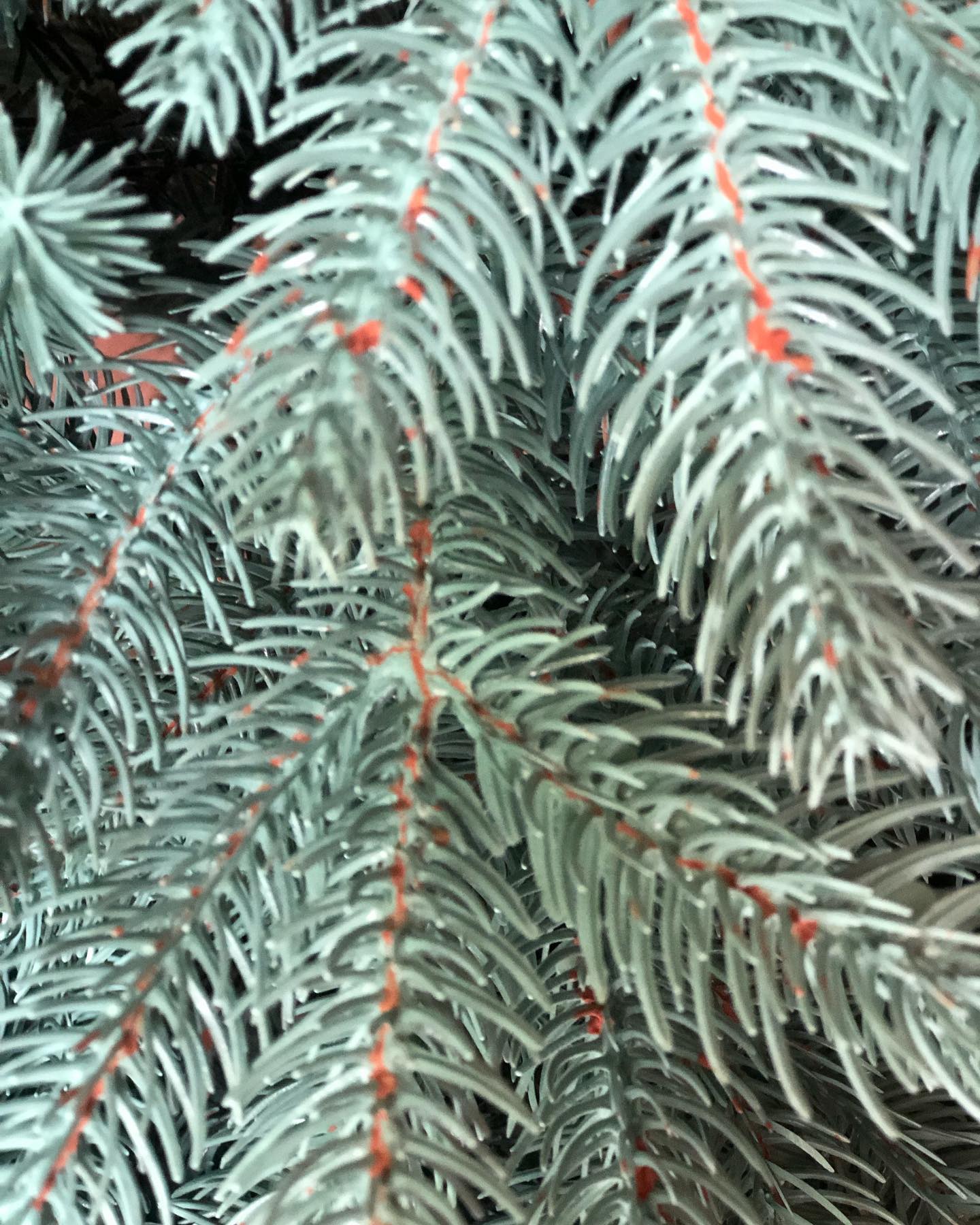 DREAM PINE TREE