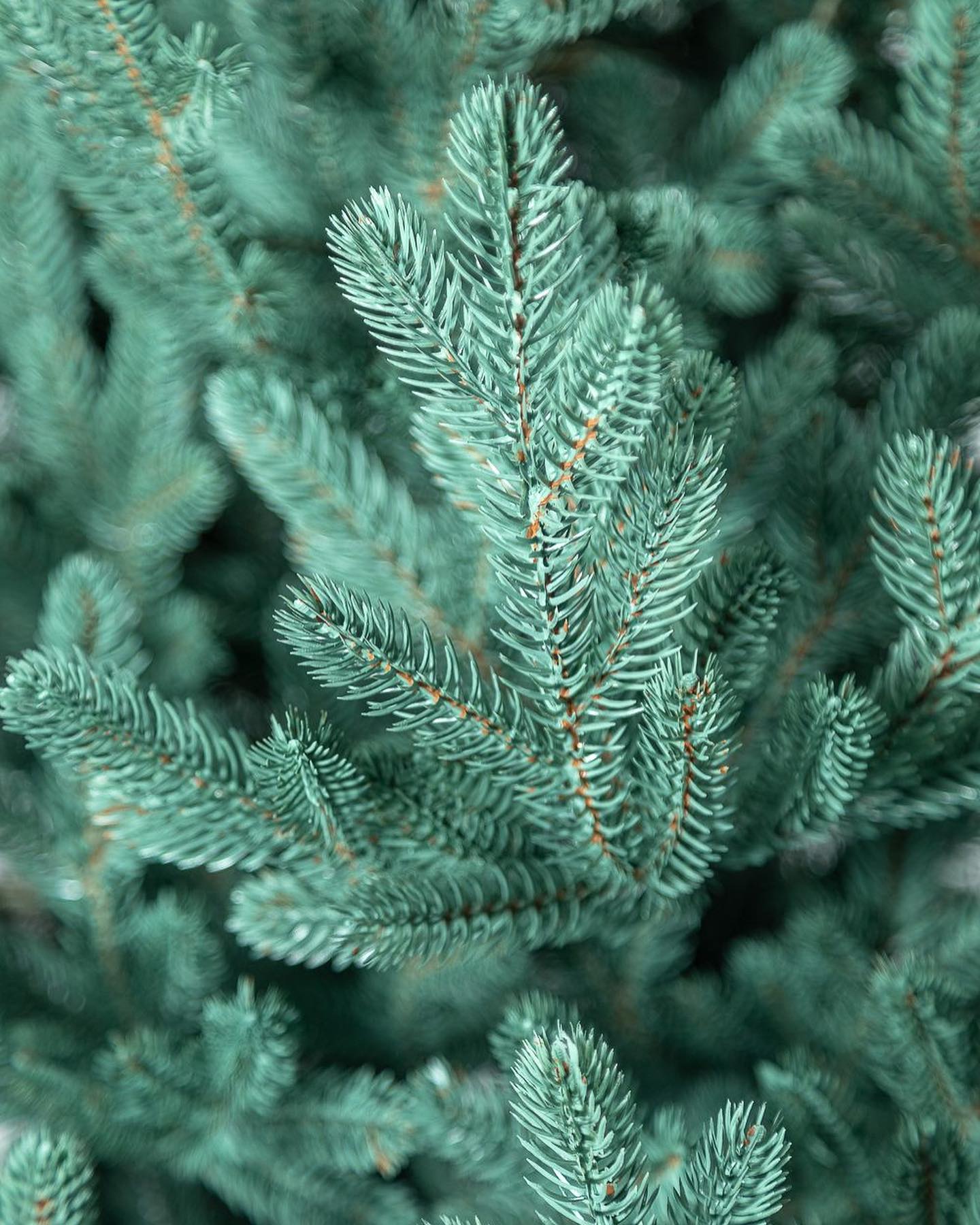 Traditional Christmas Tree