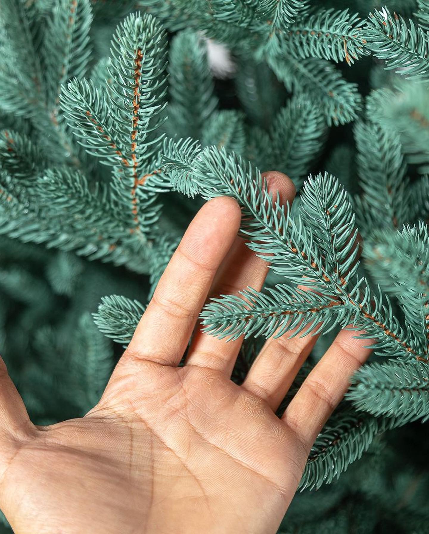 Traditional Christmas Tree