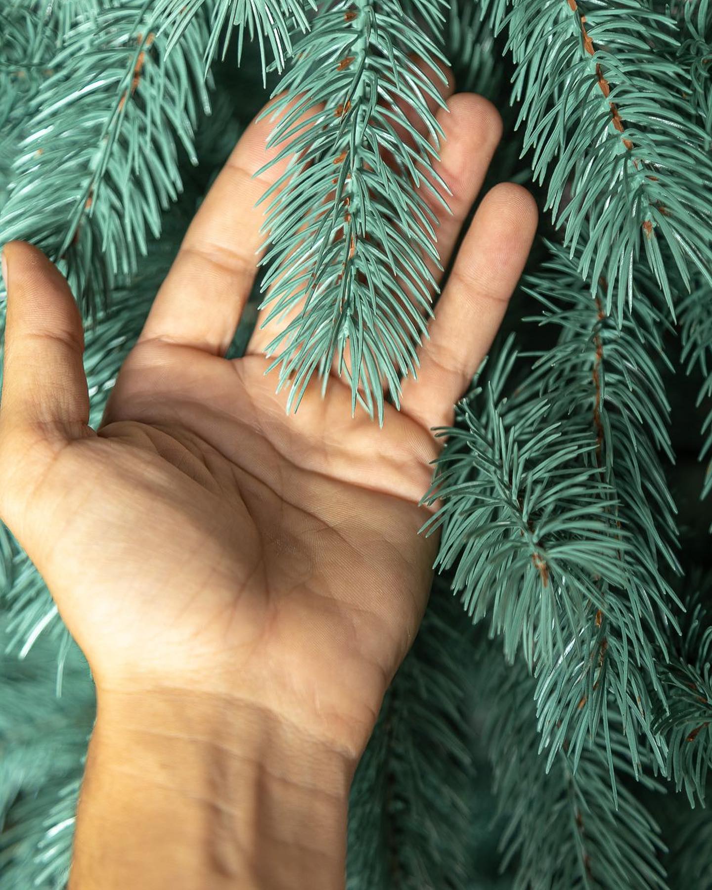 Traditional Pine Christmas Tree
