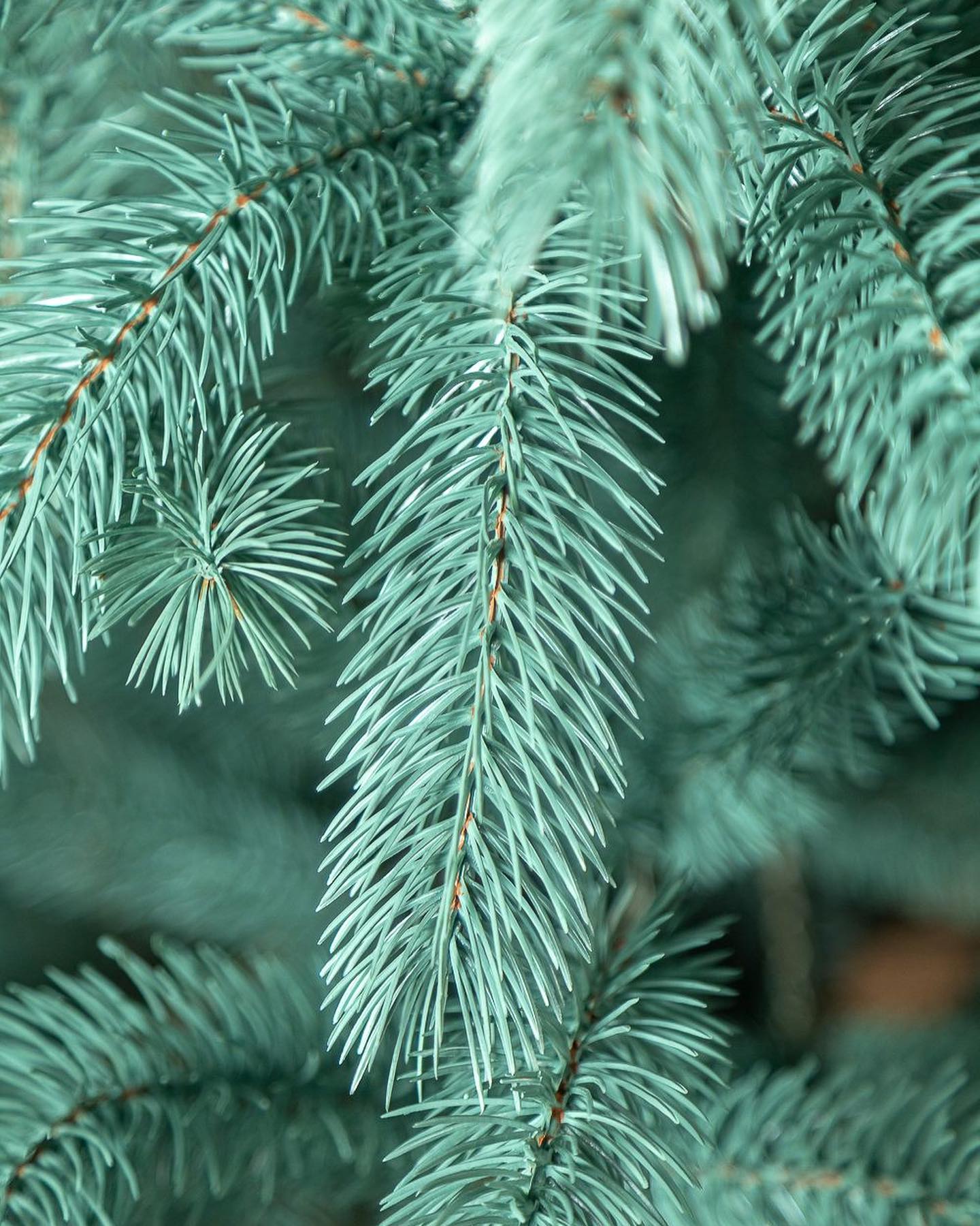 Traditional Pine Christmas Tree