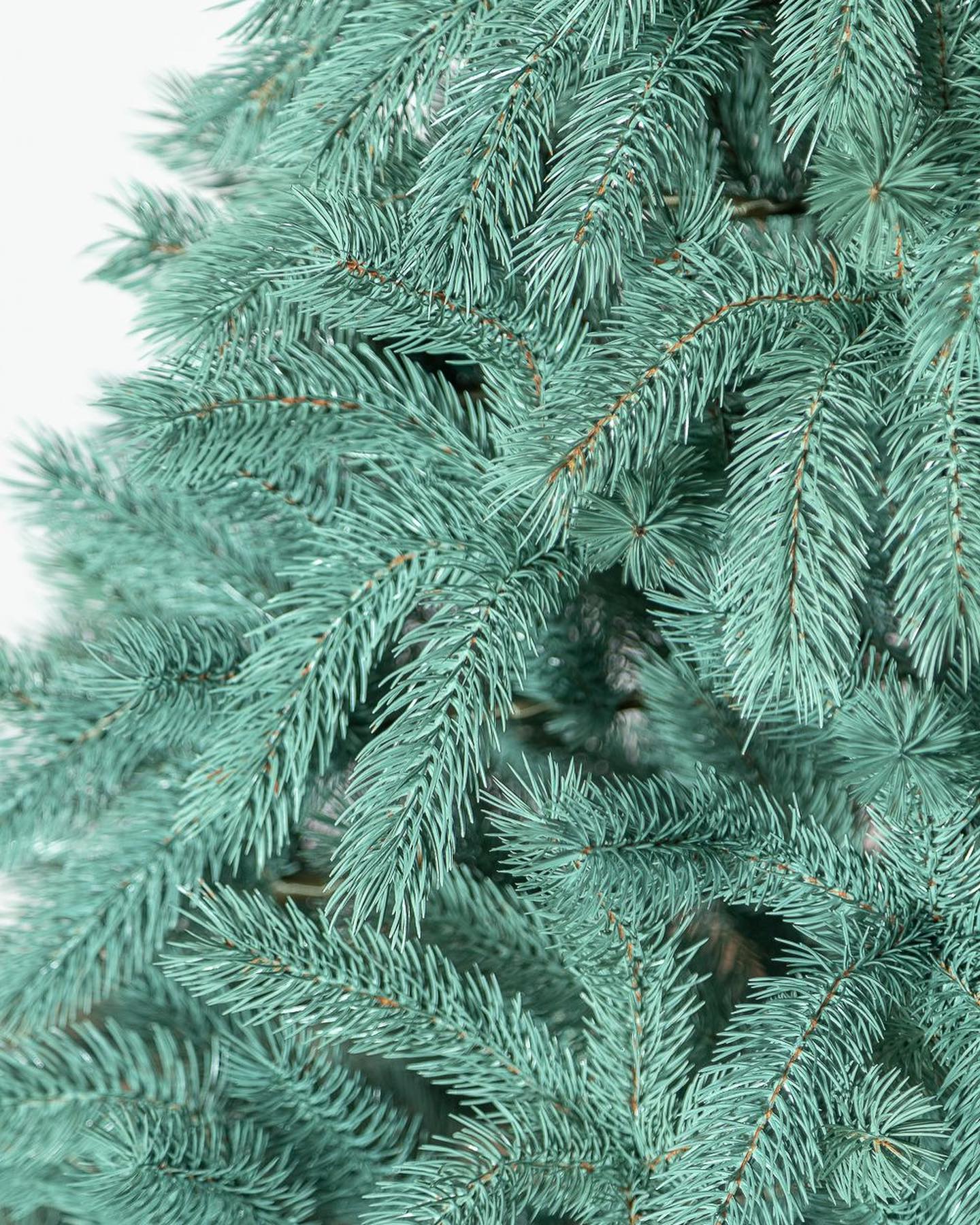 Traditional Christmas Tree