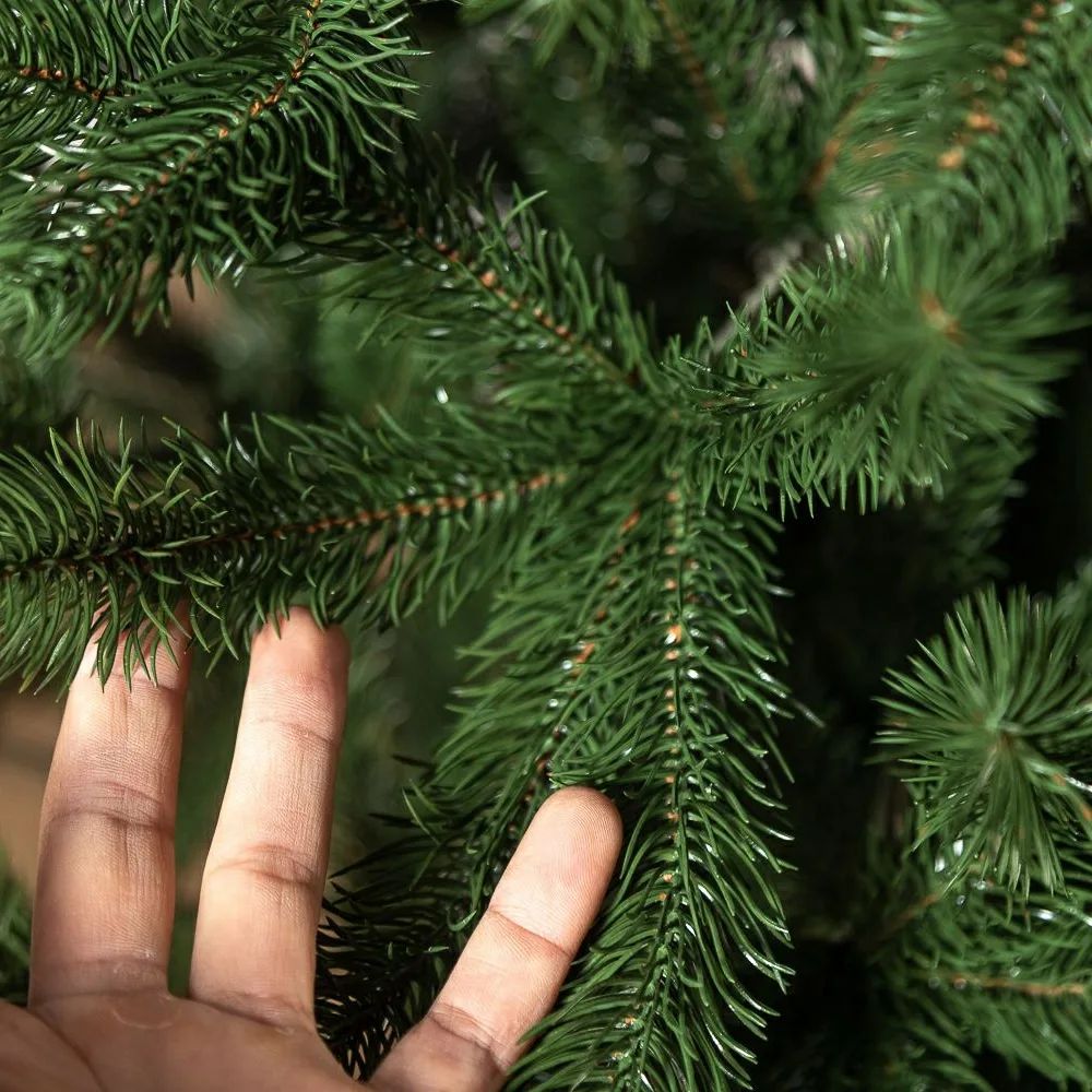 Traditional Pine Christmas Tree