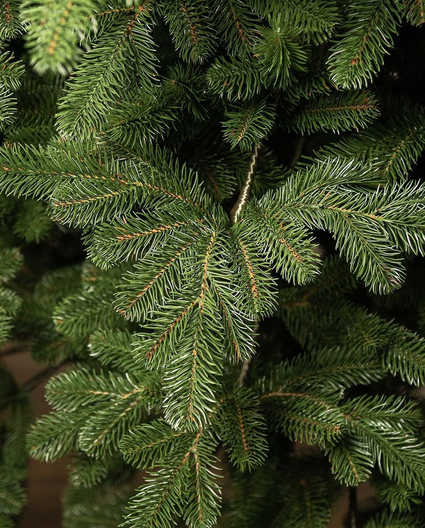 Traditional Simple Dark Green Christmas Tree