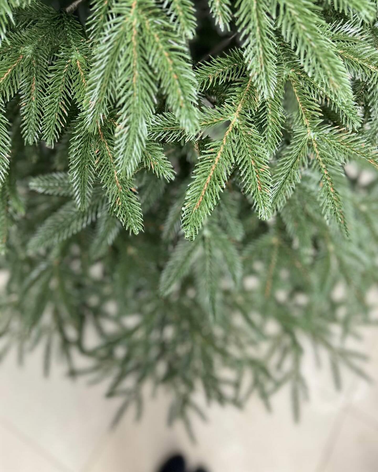 Traditional Christmas Tree