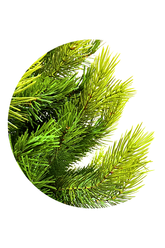 REALISTIC LISBON PINE TREE 1484 BRANCHES 2.10CM