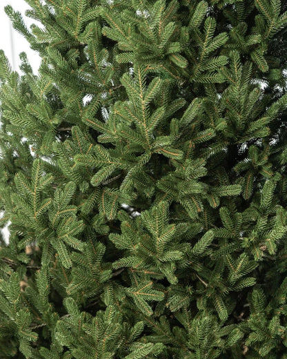 Traditional Christmas Tree