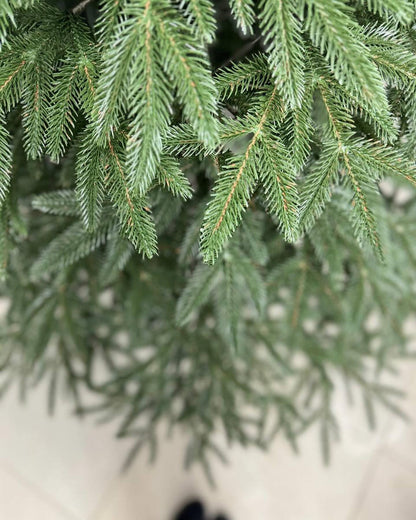 Traditional Christmas Tree